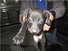 【待認養】混種犬 狗 (男生) - 桃園市動物保護教育園區