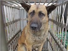 【待認養】混種犬 狗 (男生) - 桃園市動物保護教育園區