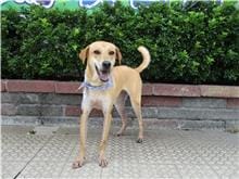 【待認養】混種犬 狗 (女生) - 南投縣公立動物收容所