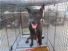 【待認養】混種犬 狗 (男生) - 桃園市動物保護教育園區