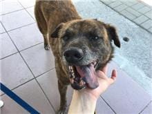 【待認養】混種犬 狗 (男生) - 臺南市動物之家灣裡站