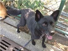 【待認養】混種犬 狗 (女生) - 臺北市動物之家