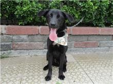 【待認養】混種犬 狗 (男生) - 南投縣公立動物收容所