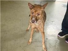 【待認養】混種犬 狗 (女生) - 臺北市動物之家