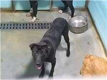 【待認養】混種犬 狗 (女生) - 臺北市動物之家