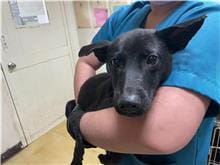 【待認養】混種犬 狗 (男生) - 臺北市動物之家