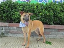 【待認養】混種犬 狗 (男生) - 南投縣公立動物收容所