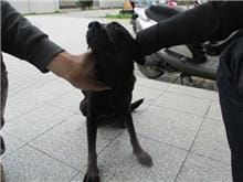 【待認養】混種犬 狗 (女生) - 桃園市動物保護教育園區