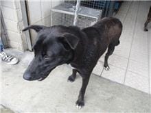 【待認養】混種犬 狗 (女生) - 南投縣公立動物收容所