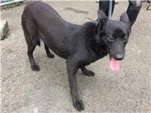 【待認養】混種犬 狗 (女生) - 臺北市動物之家