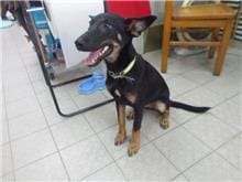 【待認養】混種犬 狗 (女生) - 南投縣公立動物收容所