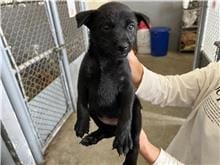 【待認養】混種犬 狗 (女生) - 新竹市動物保護教育園區