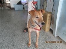 【待認養】混種犬 狗 (男生) - 桃園市動物保護教育園區