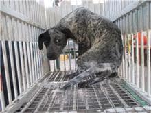 【待認養】混種犬 狗 (男生) - 桃園市動物保護教育園區