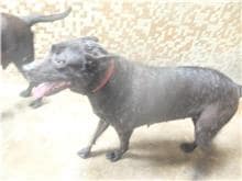 【待認養】混種犬 狗 (男生) - 新北市板橋區公立動物之家