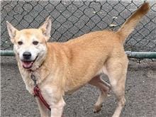 【待認養】混種犬 狗 (女生) - 臺北市動物之家