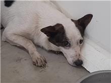 【待認養】混種犬 狗 (男生) - 臺北市動物之家