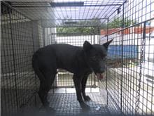 【待認養】混種犬 狗 (男生) - 桃園市動物保護教育園區