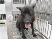 【待認養】混種犬 狗 (男生) - 桃園市動物保護教育園區