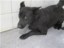 【待認養】混種犬 狗 (女生) - 桃園市動物保護教育園區