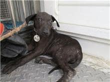 【待認養】混種犬 狗 (女生) - 南投縣公立動物收容所