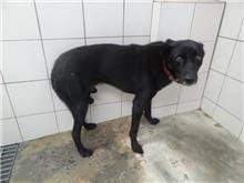 【待認養】混種犬 狗 (男生) - 新北市新店區公立動物之家