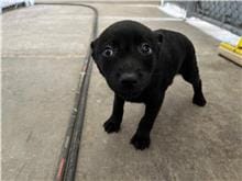 【待認養】混種犬 狗 (女生) - 新竹市動物保護教育園區