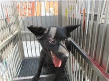 【待認養】混種犬 狗 (女生) - 桃園市動物保護教育園區