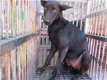 【待認養】混種犬 狗 (女生) - 桃園市動物保護教育園區