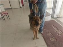 【待認養】 狗 (男生) - 金門縣動物收容中心