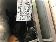 【待認養】混種犬 狗 (女生) - 雲林縣流浪動物收容所