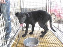 【待認養】混種犬 狗 (女生) - 桃園市動物保護教育園區