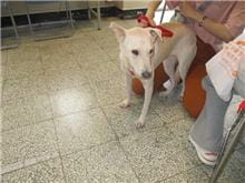 【待認養】混種犬 狗 (女生) - 桃園市動物保護教育園區