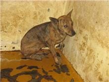 【待認養】混種犬 狗 (女生) - 桃園市動物保護教育園區