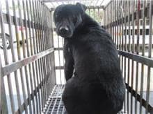 【待認養】混種犬 狗 (男生) - 桃園市動物保護教育園區