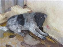 【待認養】混種犬 狗 (男生) - 桃園市動物保護教育園區