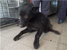 【待認養】混種犬 狗 (男生) - 南投縣公立動物收容所