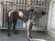 【待認養】混種犬 狗 (男生) - 南投縣公立動物收容所