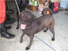 【待認養】混種犬 狗 (男生) - 桃園市動物保護教育園區