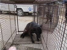 【待認養】混種犬 狗 (女生) - 桃園市動物保護教育園區