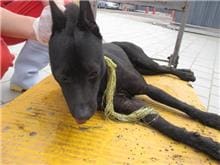 【待認養】混種犬 狗 (男生) - 桃園市動物保護教育園區