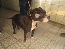 【待認養】混種犬 狗 (女生) - 南投縣公立動物收容所