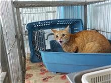 【待認養】混種貓 貓 (男生) - 南投縣公立動物收容所