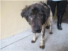 【待認養】混種犬 狗 (男生) - 新竹市動物保護教育園區