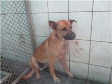 【待認養】混種犬 狗 (男生) - 南投縣公立動物收容所