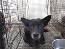 【待認養】混種犬 狗 (女生) - 桃園市動物保護教育園區