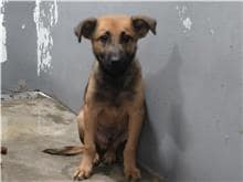 【待認養】混種犬 狗 (男生) - 新竹市動物保護教育園區