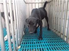 【待認養】混種犬 狗 (男生) - 南投縣公立動物收容所