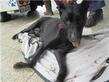 【待認養】混種犬 狗 (女生) - 桃園市動物保護教育園區
