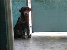 【待認養】混種犬 狗 (女生) - 新竹市動物保護教育園區